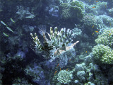 Hunting Lionfish 07
