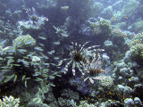 Hunting Lionfish 08