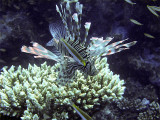Hunting Lionfish 10
