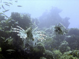 Hunting Lionfish 12