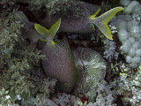 Pair of Spotted Rabbit Fish