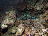 Parrotfish at Night