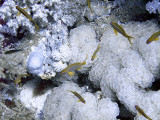 Anthias Over Anemone