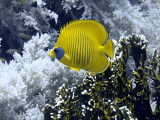 Butterfly Fish Over Fire Coral