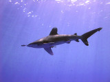 Oceanic Whitetip 15