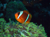 Anemone Fish in Anemone 04