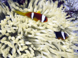 Clownfish in Anemone 01