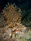 Sheltering in Hard Coral