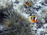 Anemone Fish in Anemone 21