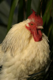 White Cockerel 01