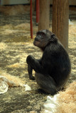 Chimp Looking Up