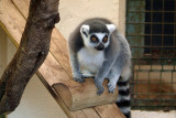 Perched Lemur 01