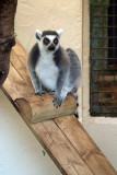 Perched Lemur 03