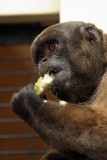 Gibbon Eating 02