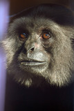 Black Gibbon 02