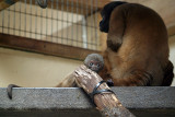 Mother  Baby Woolly Monkey 03