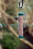 Great Tit on the Peanuts