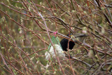 Blackbird  Blackcap Face-Off