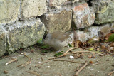 Male Blackcap on Path by Wall