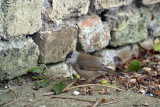 Male Blackcap on Path by Wall 02