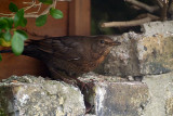 Female Blackbird on Wall