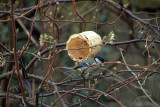 Great Tit Feeding 02