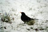 Blackbird in Snow