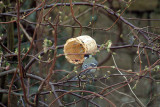 Great Tit Feeding 04