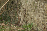 Great Tit Feeding from Wall