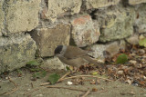 Male Blackcap on Path by Wall 03