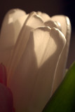 Tulips in March 05.jpg