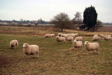 Sheep in the Racecourse