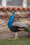 Peacocks in Prague 03