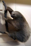 Natural History Museum London Stuffed Sloth