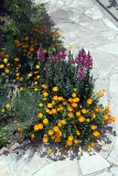 Flowers at Agios Neofytos 02