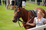 Horse Prior to Race Royal Ascot 03