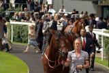 Horses Prior to Race Royal Ascot