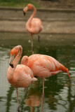 Cuban Flamingos 02