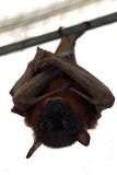 Little Red Flying Fox 10