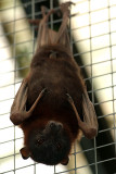 Little Red Flying Fox 15