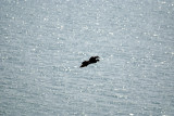 Cormorant in Flight 05