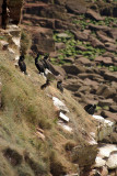 Cormorants on St Bees Cliff 16