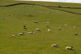 Sheep on the Hills - How Many Can You Count??