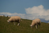 Two Sheep on the Hill