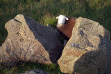 A Sheep Between Two Rocks