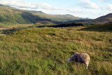 Sheep Grazing Lake District