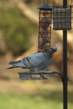 Pigeon at the Feeding Station 2