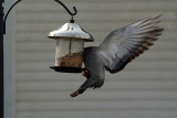Pigeon at the Seed Feeder 0