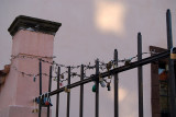 Padlocks on a Fence Prague