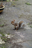 Grey Squirrel 03